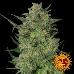 LSD Barney's Farm