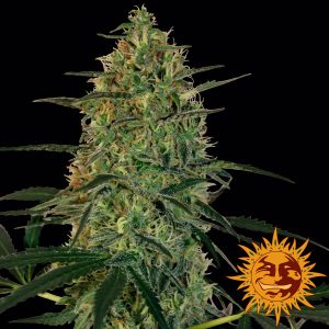 Malana Bomb Auto Barney's Farm