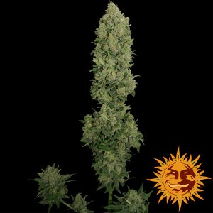 NYC Diesel Auto Barney's Farm