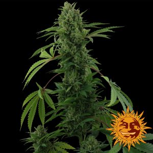 Pineapple Express Auto Barney's Farm