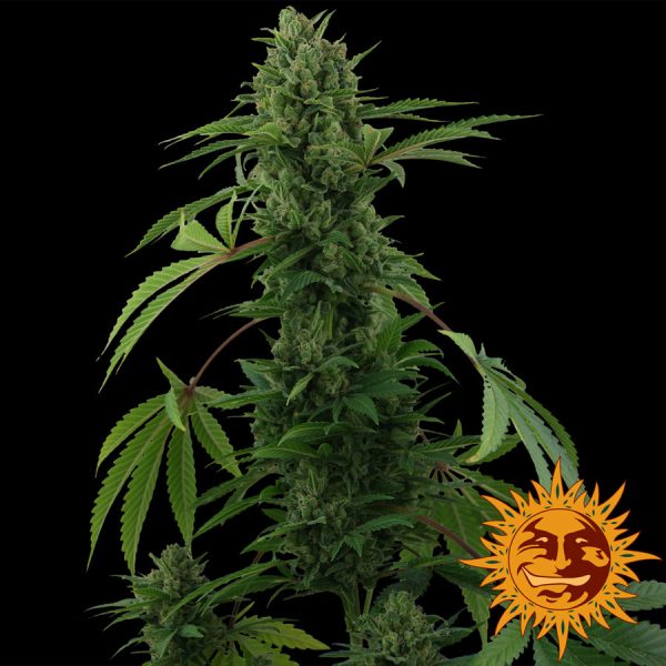 Pineapple Express Auto Barney's Farm