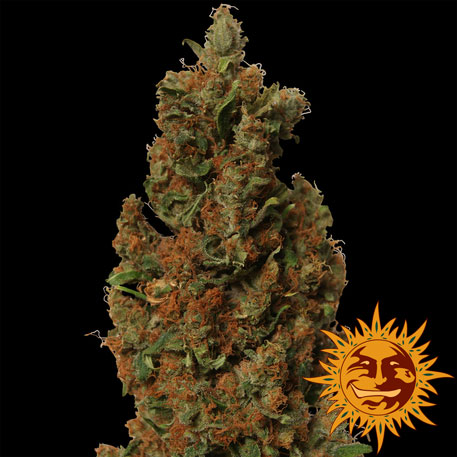 Red Diesel Barney's Farm