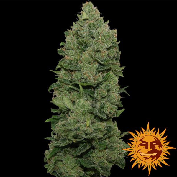 Top Dawg Barney's Farm