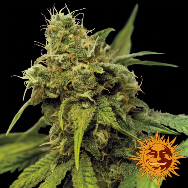 Utopia Haze Barney's Farm