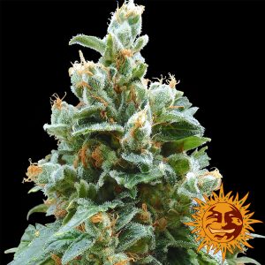 Vanilla Kush Barney's Kush