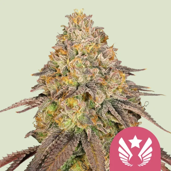 Legendary OG Punch Royal Queen Seeds