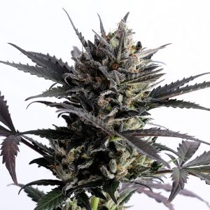 Lemon Haze Auto Kannabia