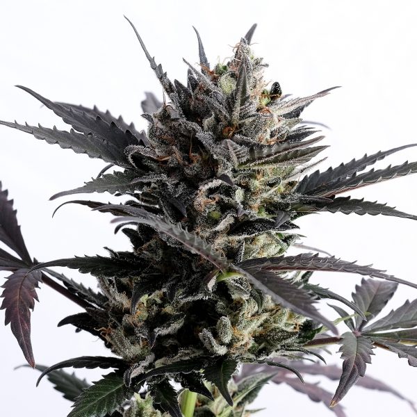 Lemon Haze Auto Kannabia