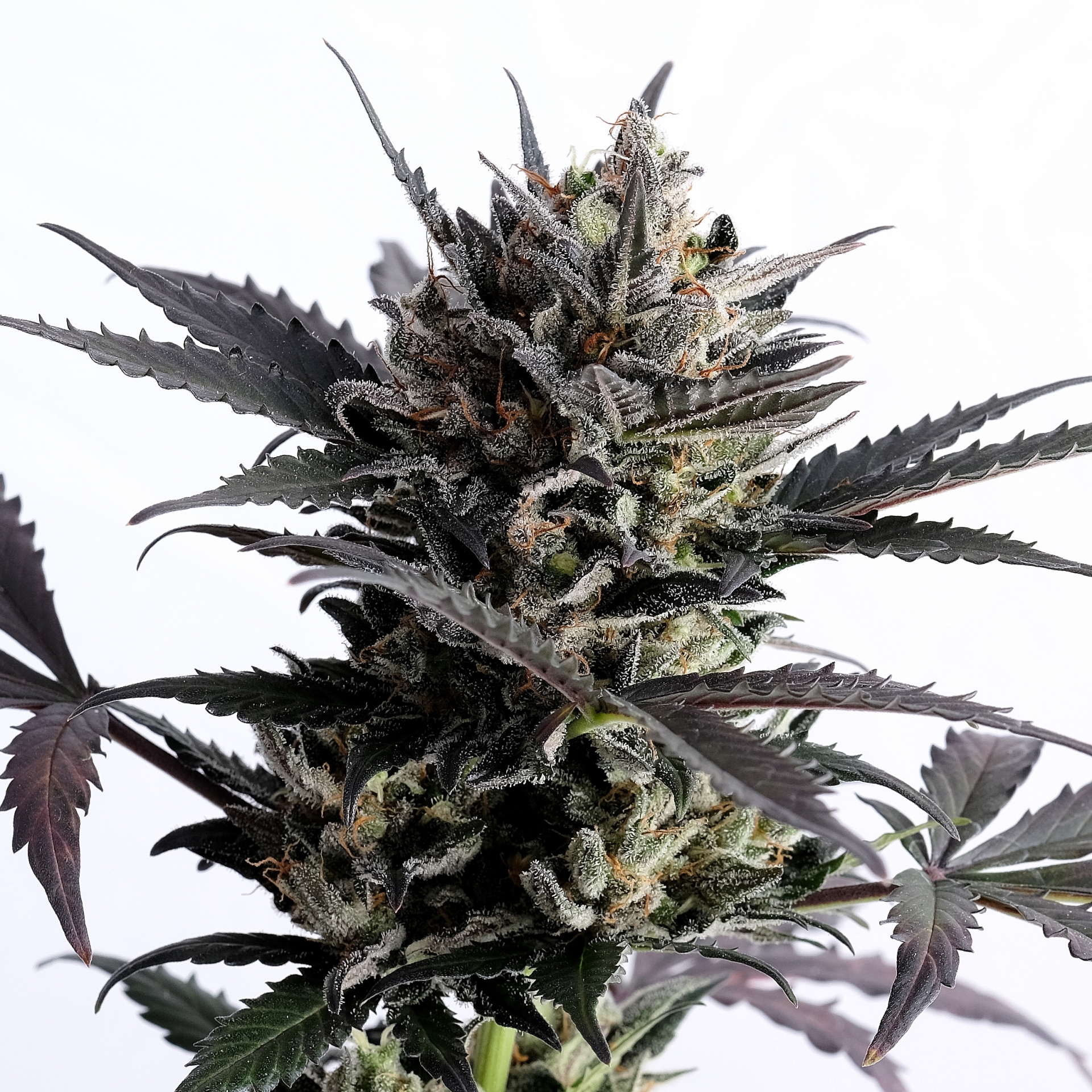 Lemon Haze Auto Kannabia