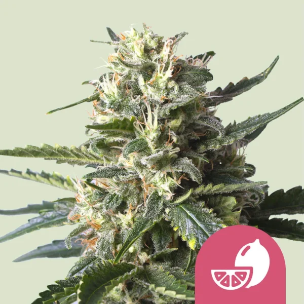 Lemon Shining Silver Haze Royal Queen Seeds