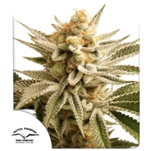 Lemon Z Dutch Passion