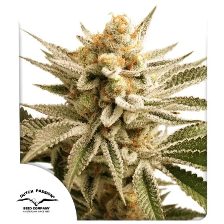 Lemon Z Dutch Passion