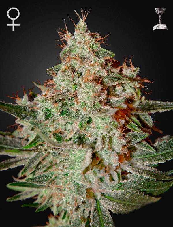 Lemon Skunk Green House
