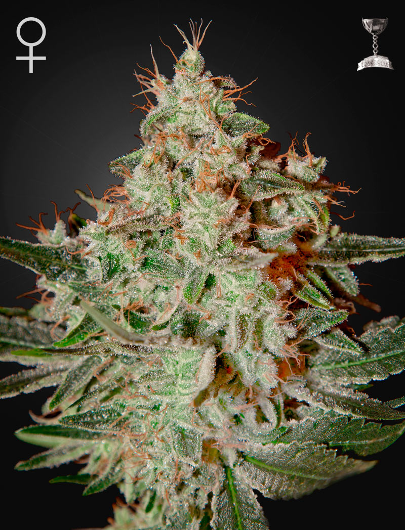 Lemon Skunk Green House