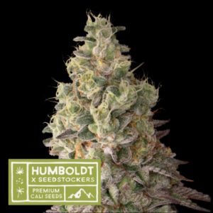 Mack & Crack Auto Seedstockers