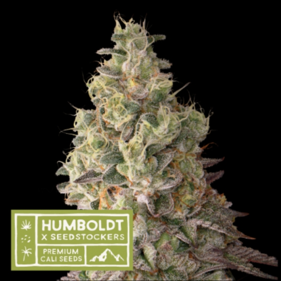 Mack & Crack Auto Seedstockers