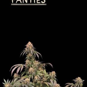 Mandarin Panties Seedstockers