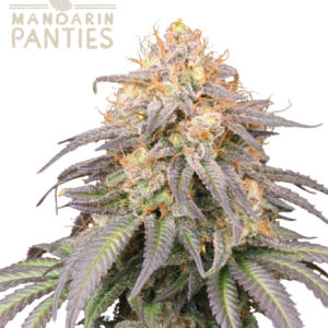 Mandarin Panties Auto Seedstockers