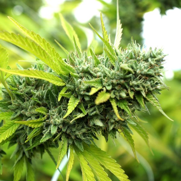 Mango OG Auto Humboldt Seed Organization
