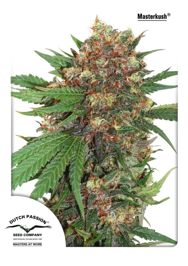 Master Kush Dutch Passion