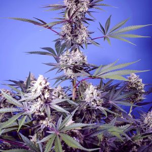 Mental Rainbow Fast Sweet Seeds