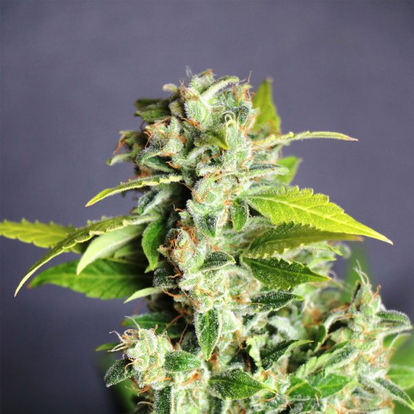 Mikromachine Auto – kompaktna autoflower rastlina z gostimi trihomastimi cvetovi.