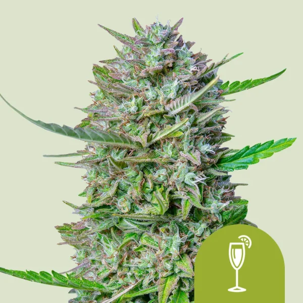 Mimosa Auto Royal Queen Seeds