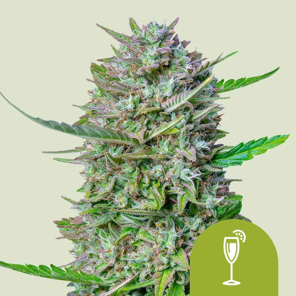 Mimosa Auto Royal Queen Seeds