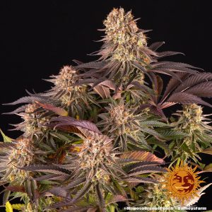 Mimosa X Orange Punch Barney's Farm