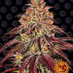 Mimosa X Orange Punch Auto Barney's Farm