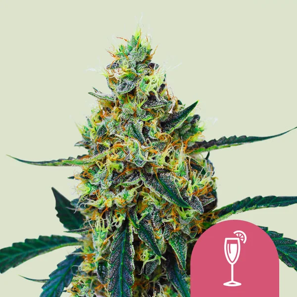 Mimosa Royal Queen Seeds