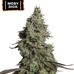 Moby Dick Auto Seedstockers