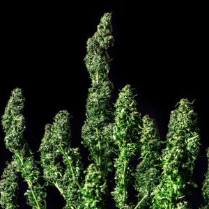 Moby Dick Seedstockers