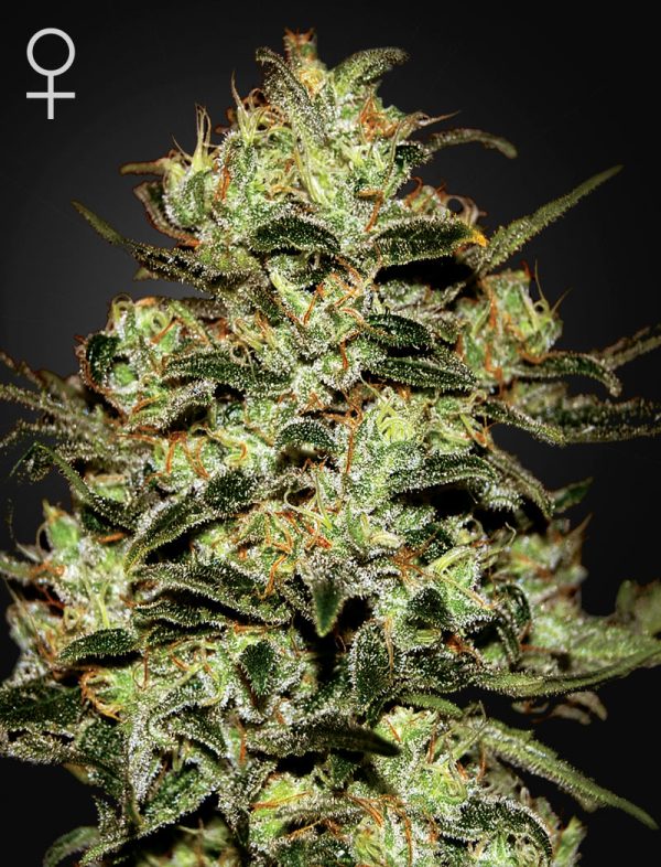 Moby Dick Green House