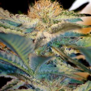 Mohan Ram Sweet Seeds