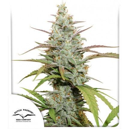 Mokum’s Tulip Dutch Passion