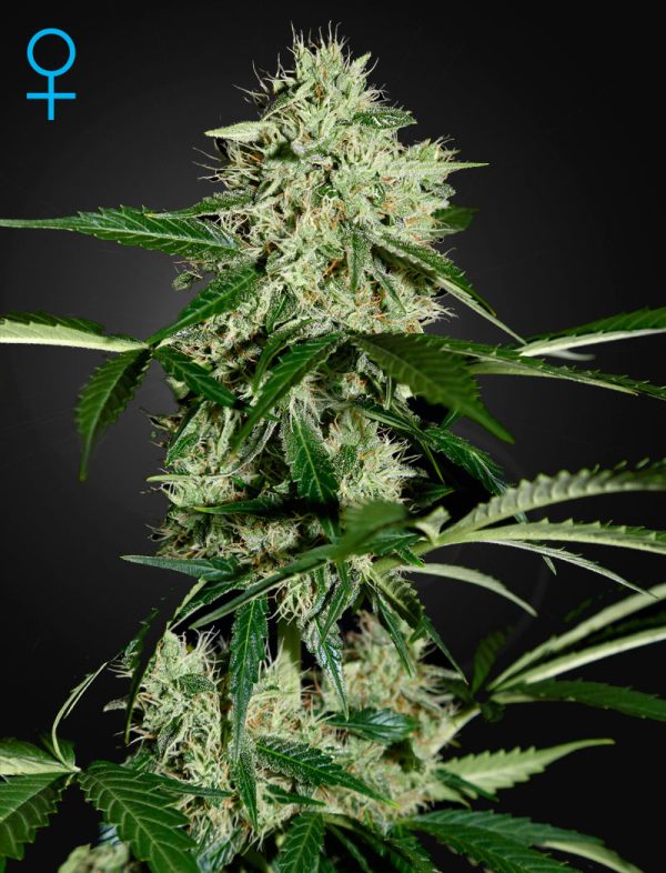Northern Light Auto Green House