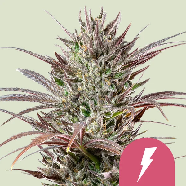 North Thunderfuck Royal Queen Seeds