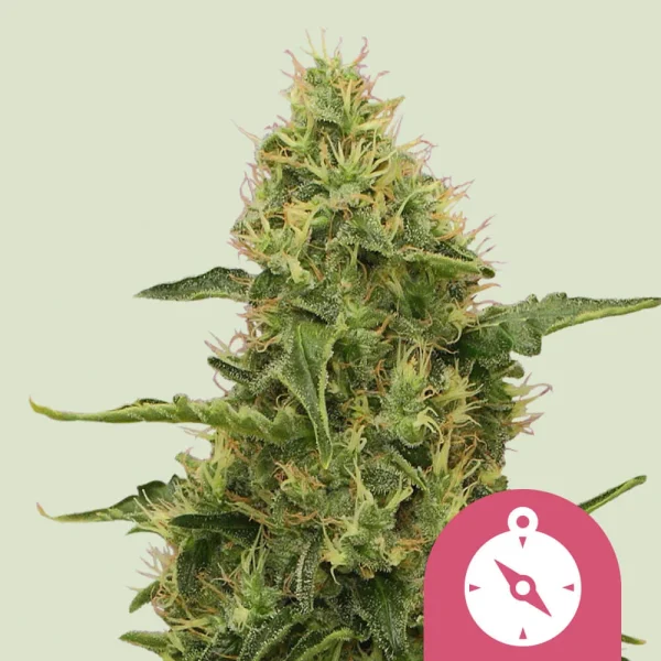 Northern Light Royal Queen Seeds