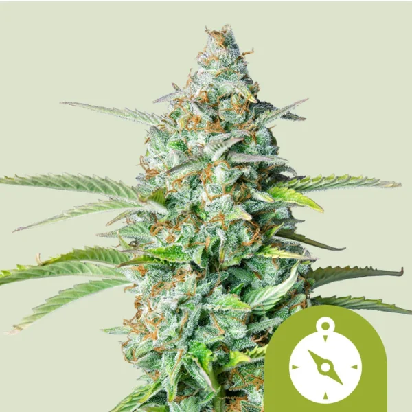 Northern Light Auto Royal Queen Seeds