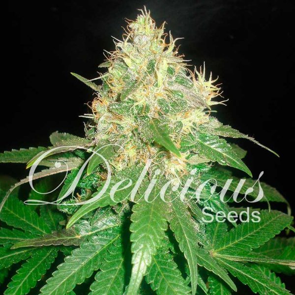 Northern Light Blue Delicious Seeds