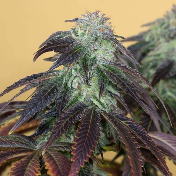 OG Kush Humboldt Seed Organization