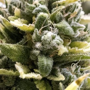 OG Kush Auto Seedstockers