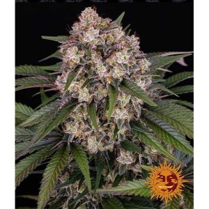 OG Kush Auto Barney's Farm