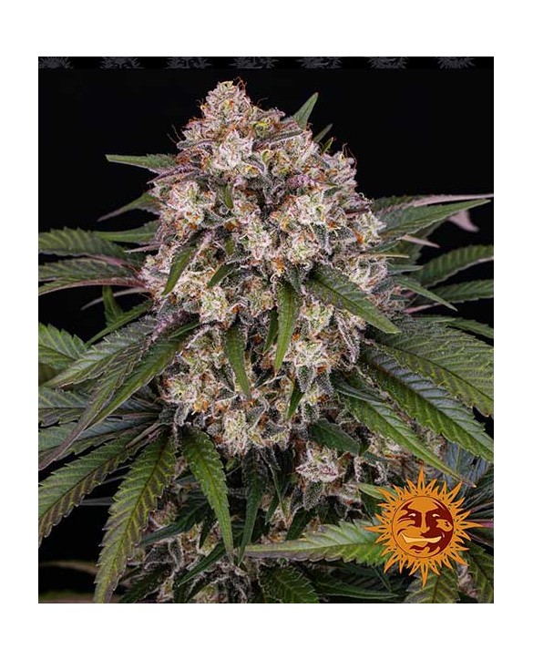 OG Kush Auto Barney’s Farm
