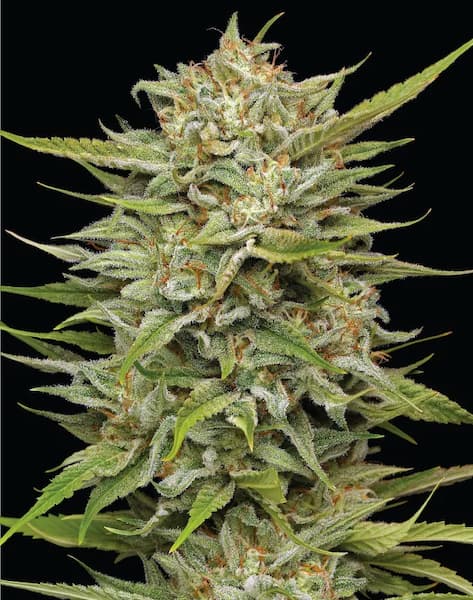 OG Kush Auto Humboldt Seed Organization