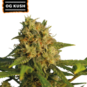 OG Kush Seedstockers
