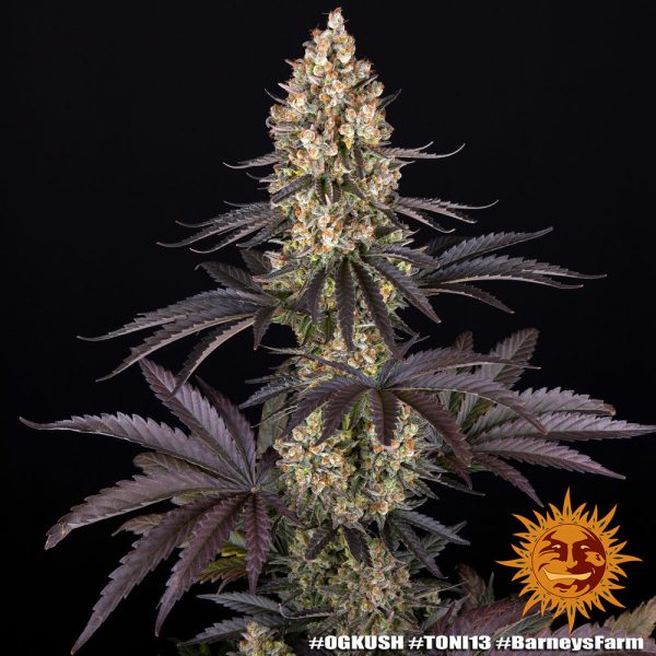 OG Kush Barney's Farm