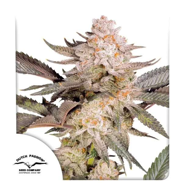 Orange Bud 2.0 Dutch Passion