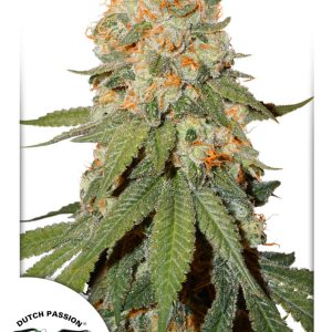 Orange Bud Dutch Passion